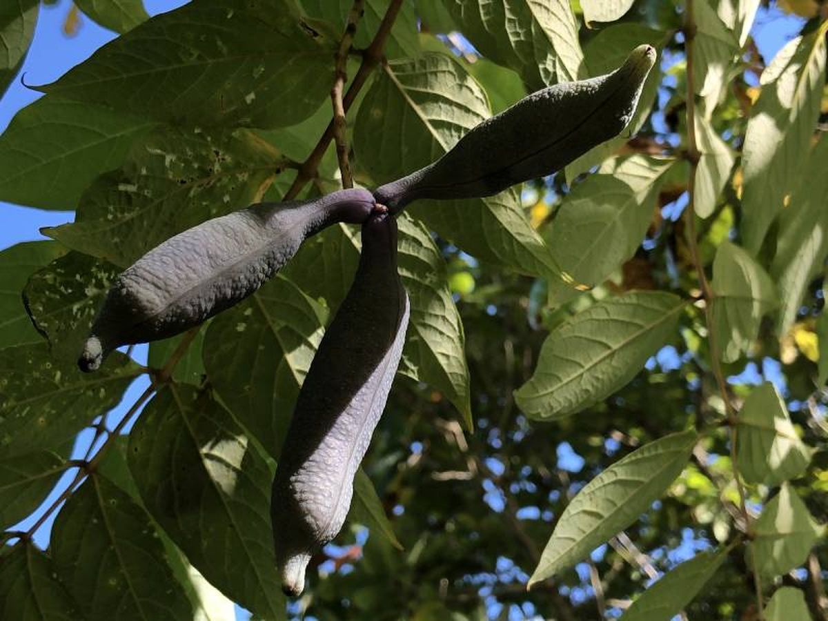 Produce frutos de forma alargada y color azul grisáceo.