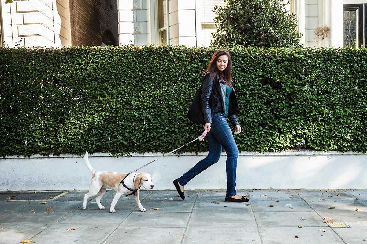 mascotas perros ciudad2