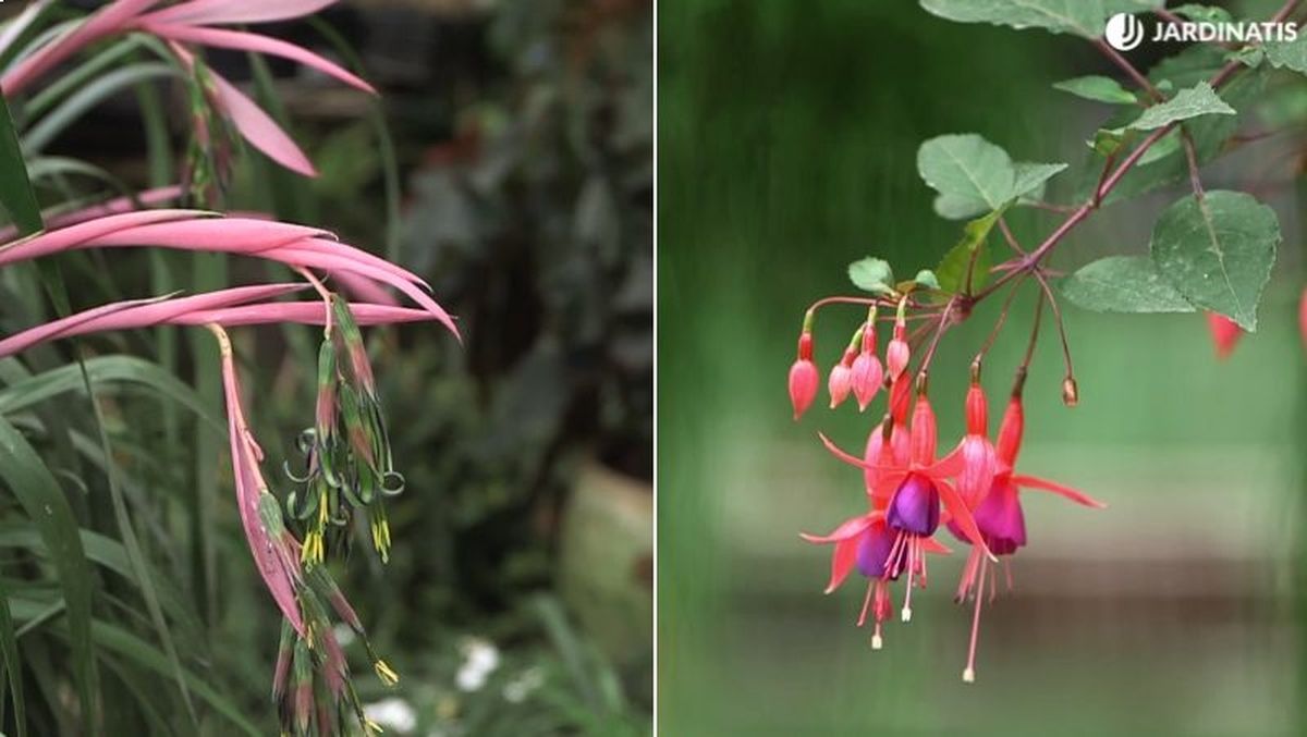 De izq. a drcha.: Billbergia y Fuchsia
