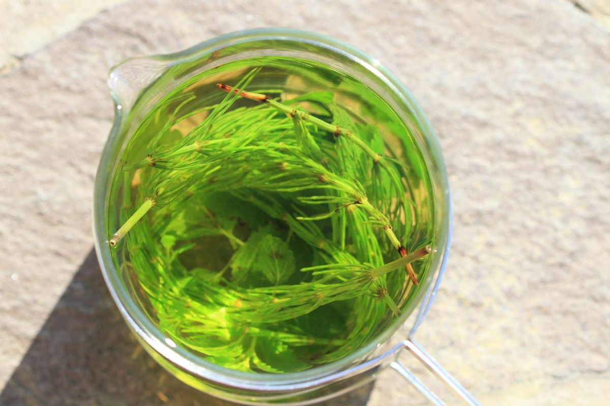 Insecticida y fungicida con cola de caballo