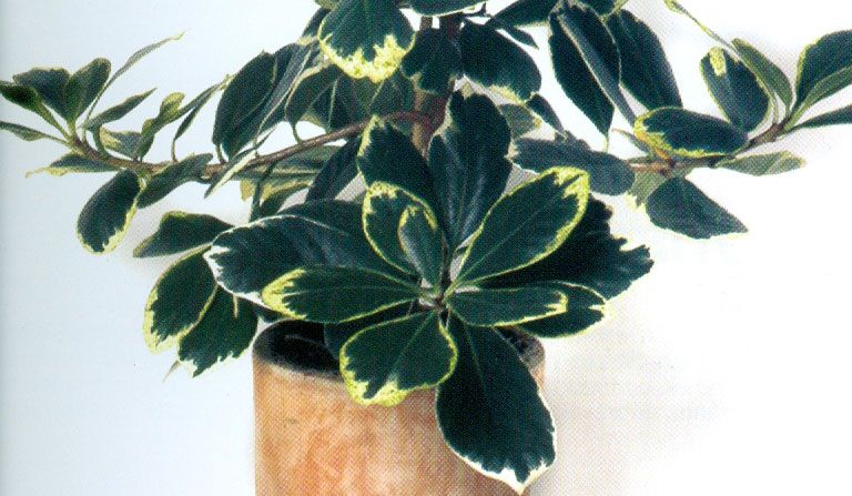 Corinocarpo