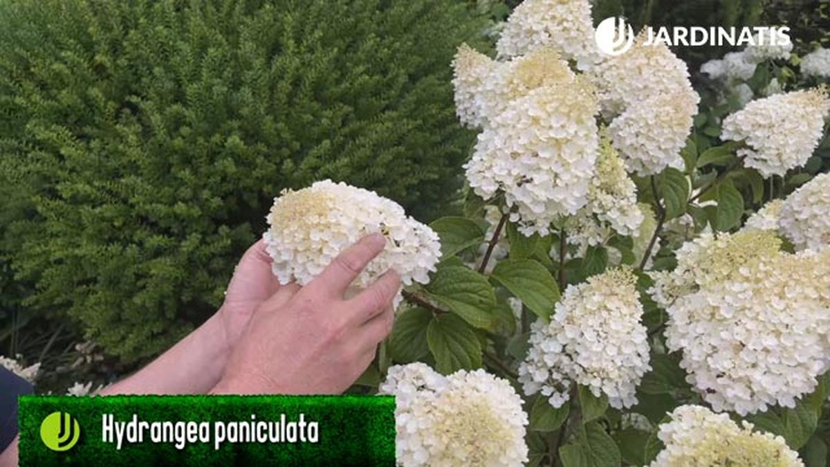hydrangeas paniculata de donde viene el nombre