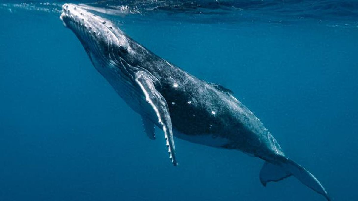 lenguaje animal ballenas jorobadas