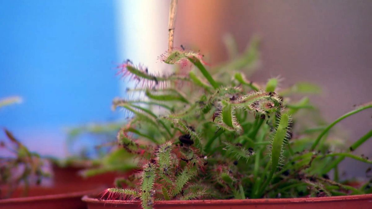 brico 881 3 humedal pecera droseras