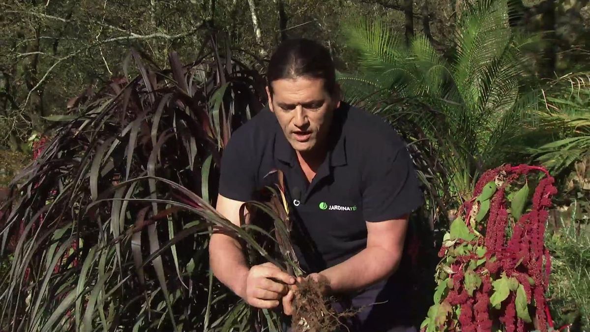 deco 756 jardin Pennisetum purpureum first knight  hijuelos