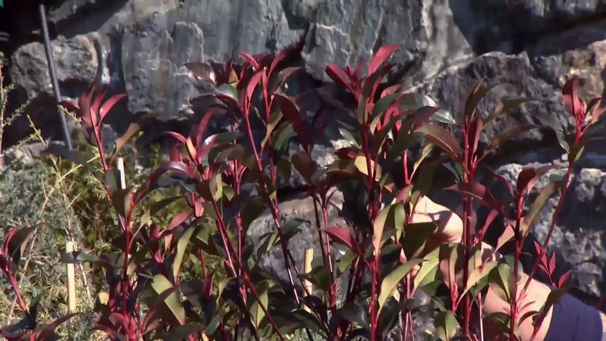 deco 688 photinia red robin pinzamiento