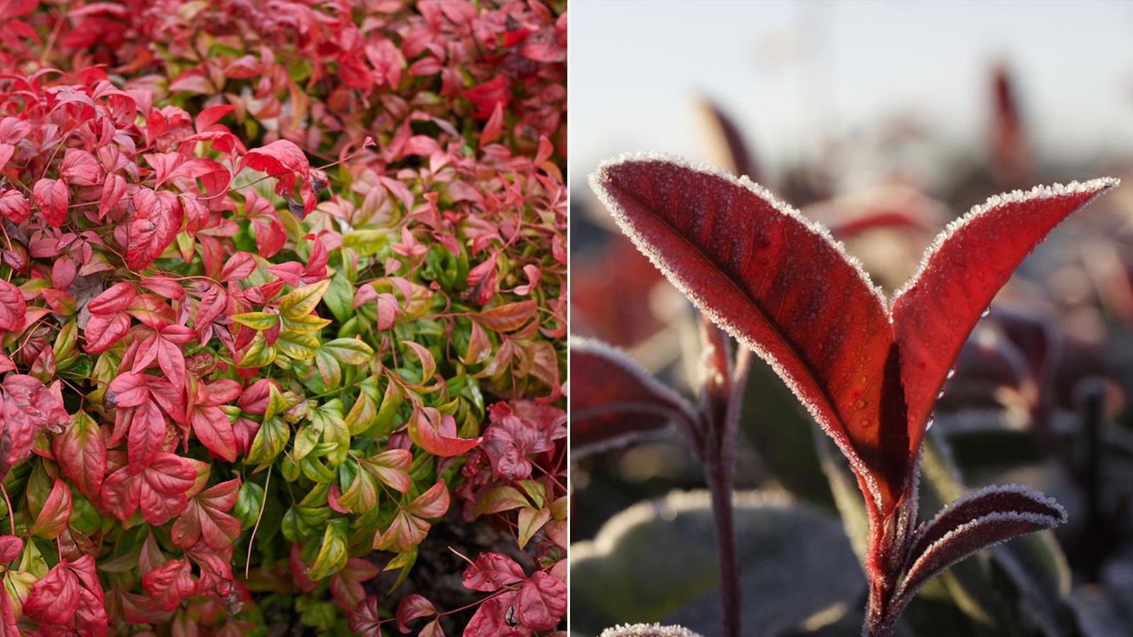 brico 534 parterre arbustos otonales xl