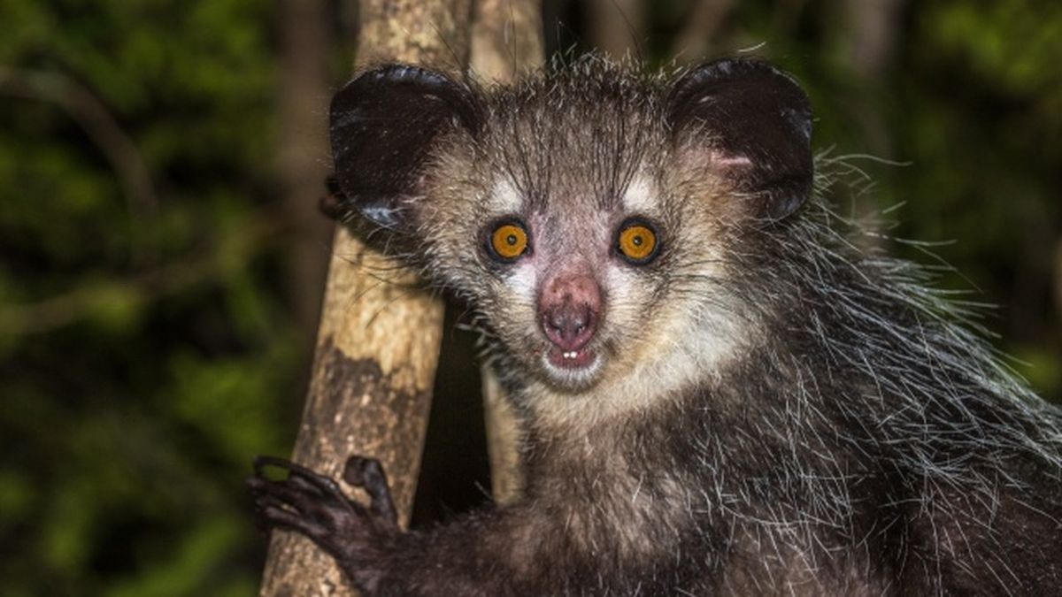 animales nocturnos aye aye