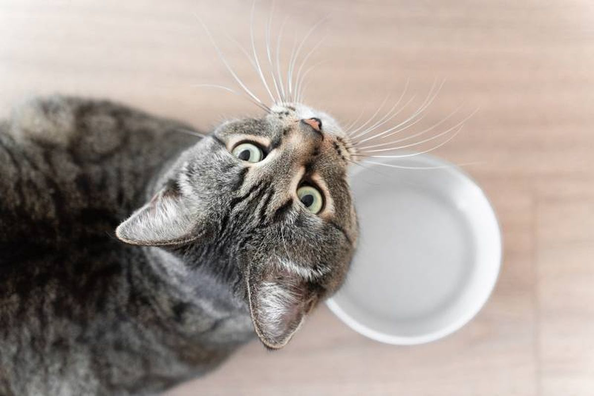 En ocasiones, el problema no reside en la comida, sino en el entorno.