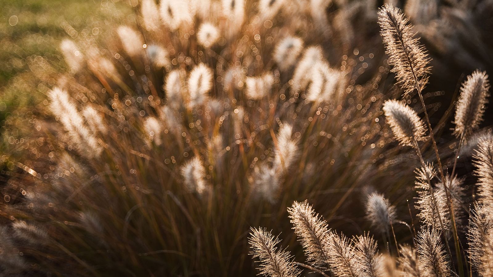 Aporte estético de las gramíneas en invierno