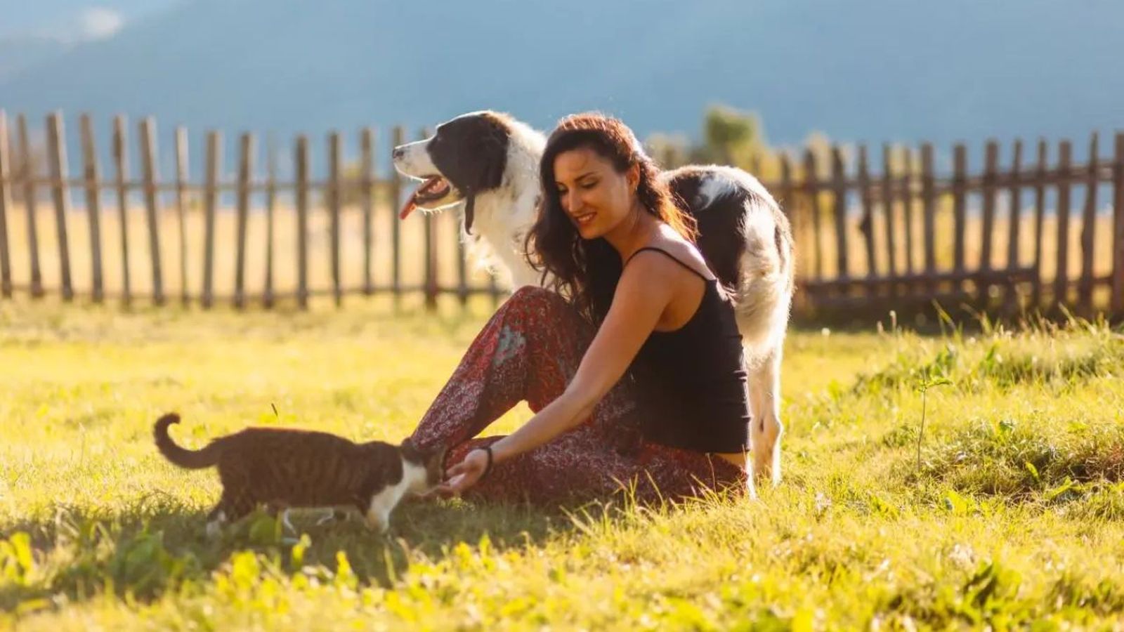 productos pet friendly ok