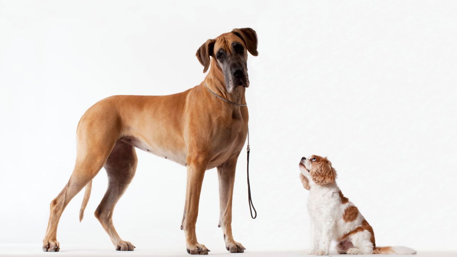 por que los perros grandes viven menos