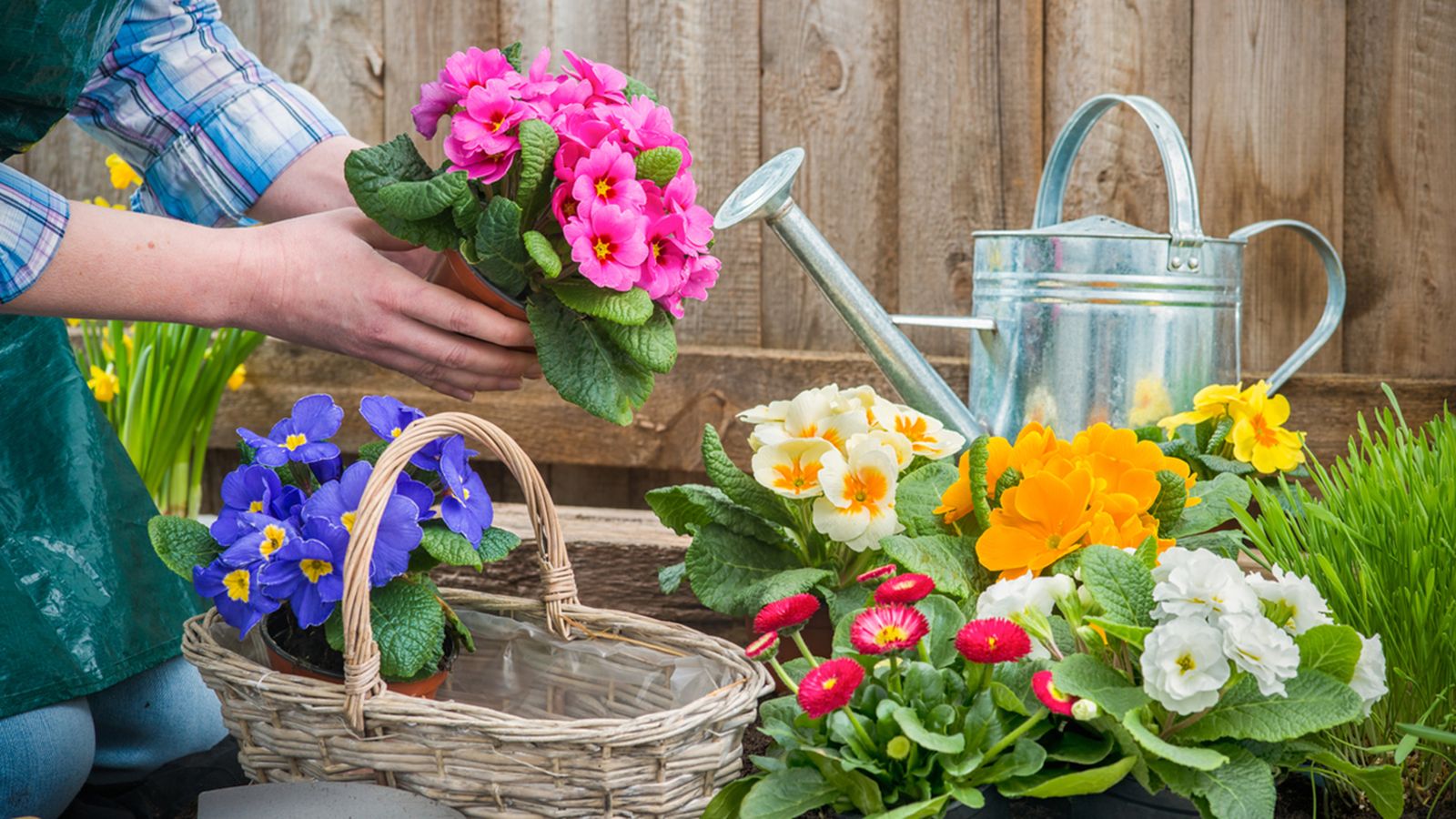 plantas primulas