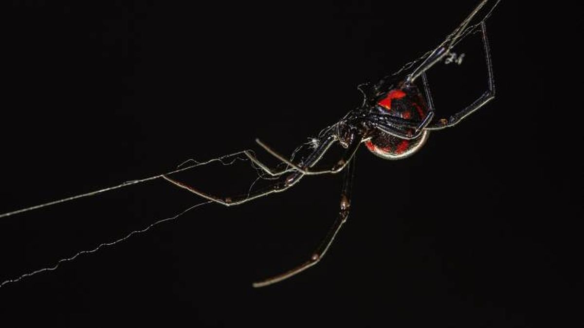 animales simbologia muerte arana