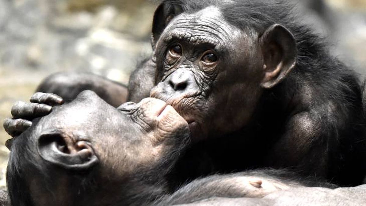 diversidad sexual animal chimpances