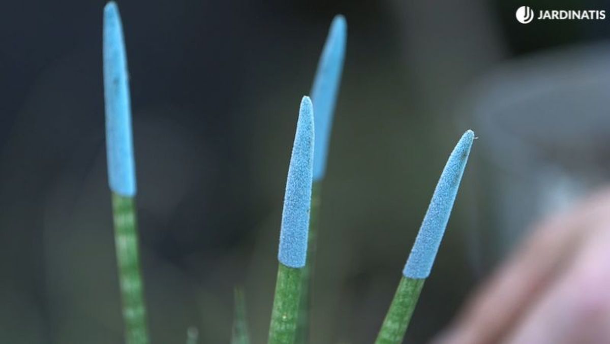 Sansevieria cylindrica con las puntas azules