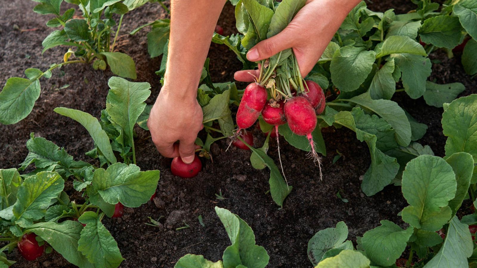 agricultura ecologica en que consiste