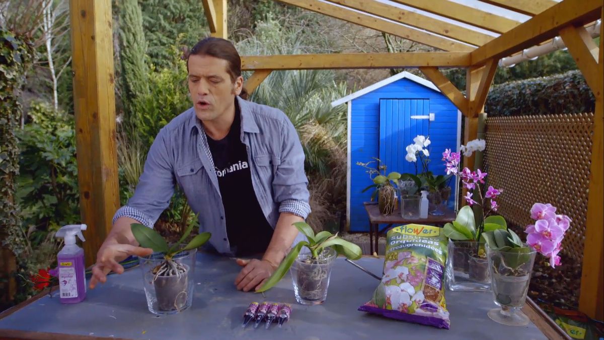 brico 0900 3 como recuperar orquidea paso 2