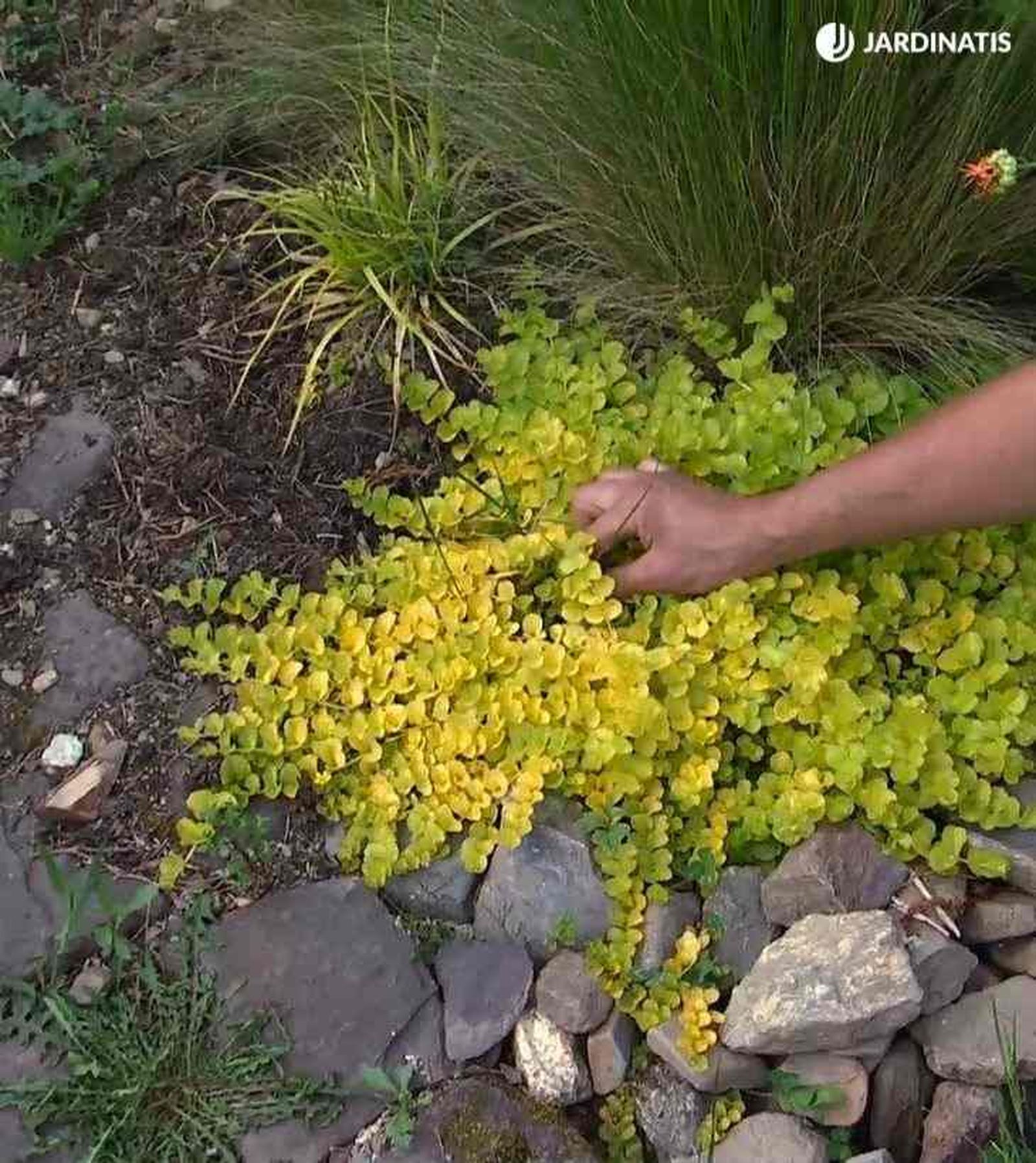 reproducir lysimachia nummularia planta de la moneda