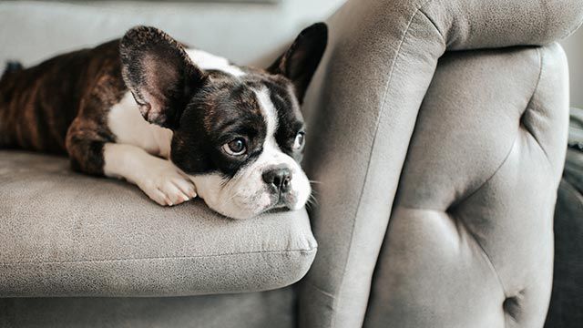 bulldog frances
