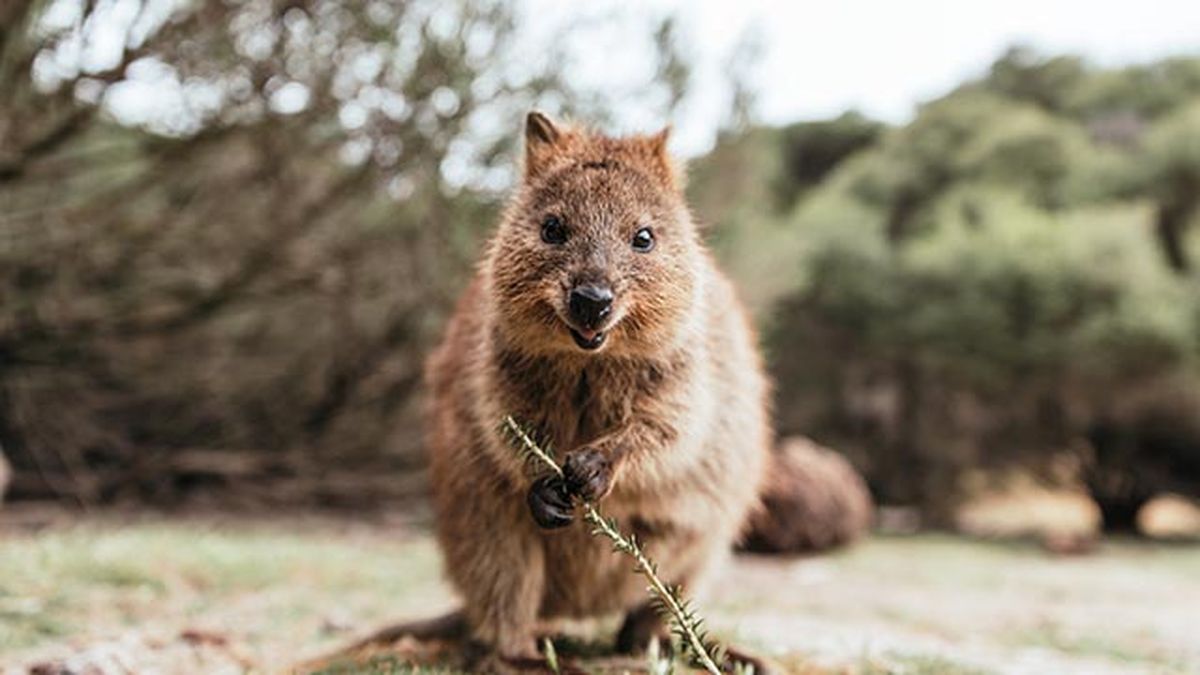 quokka 3 rama