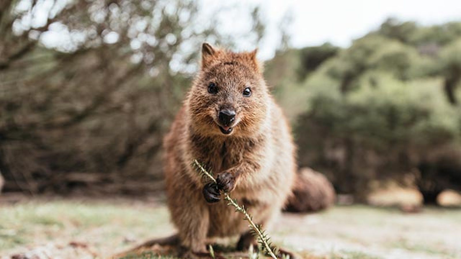 quokka 3 rama