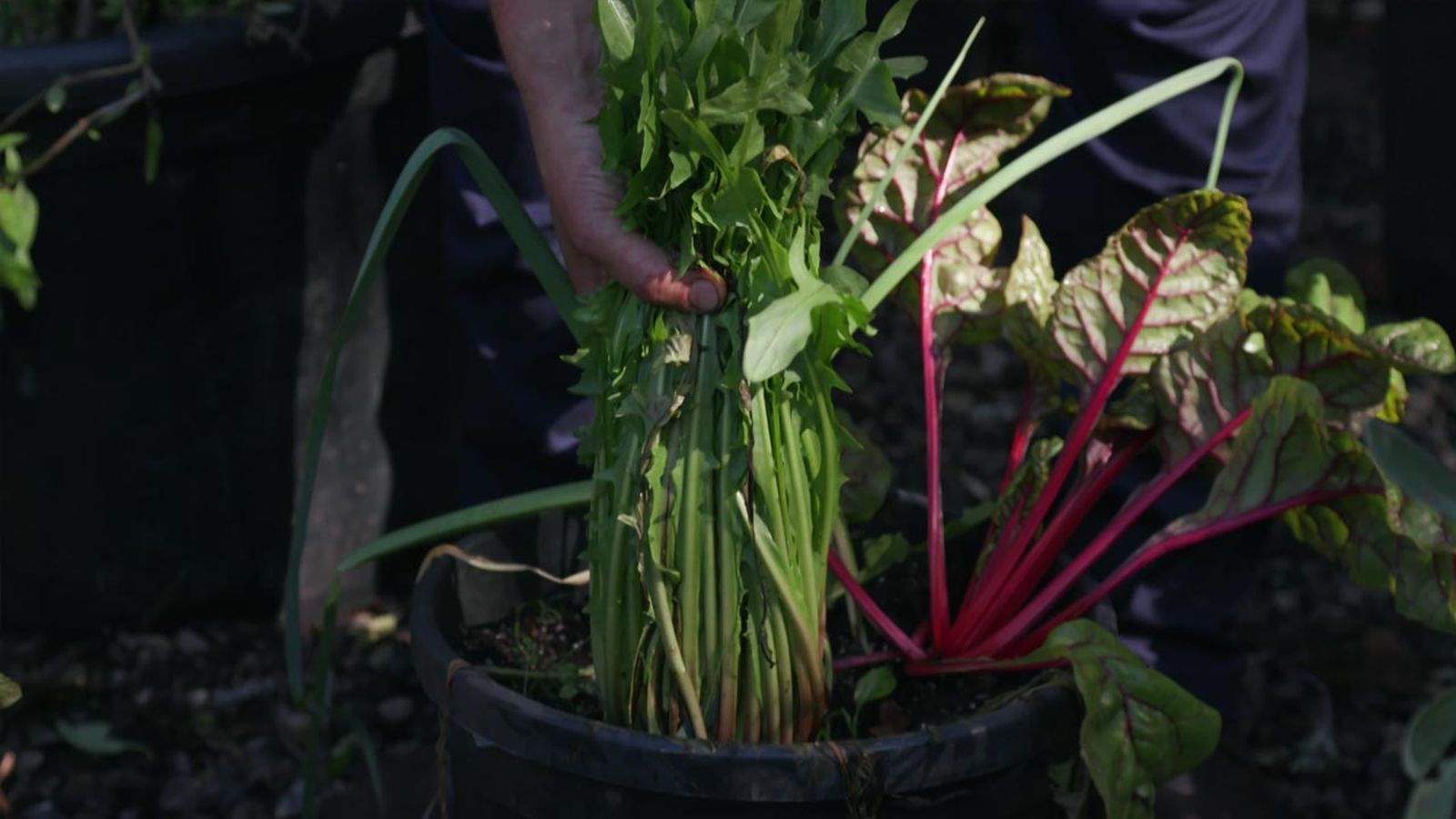 La achicoria tiende a tener un sabor amargo