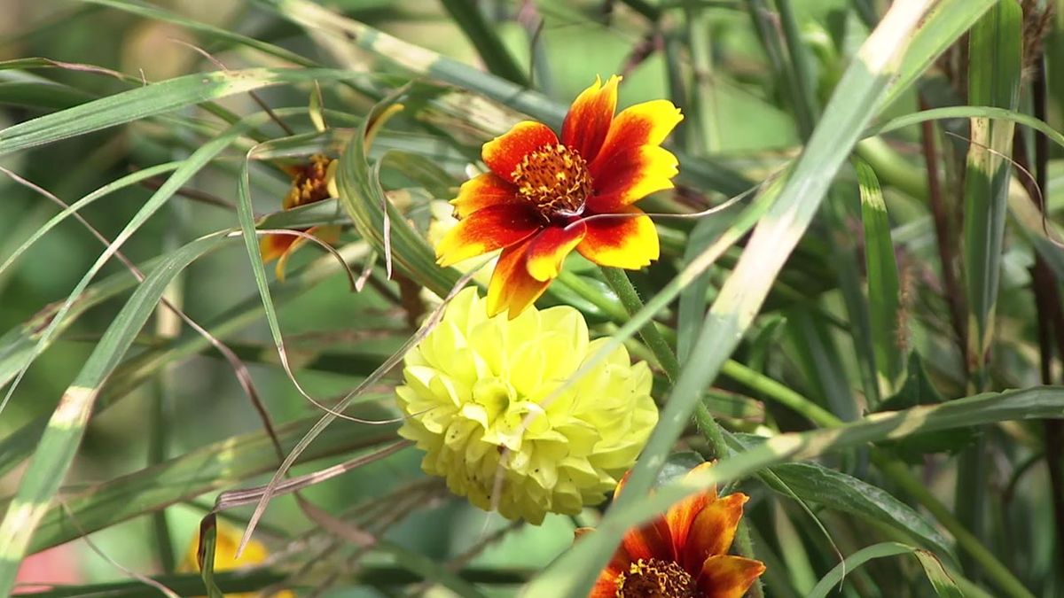 deco 754 jardin Miscanthus zebrinus dalias arte floral