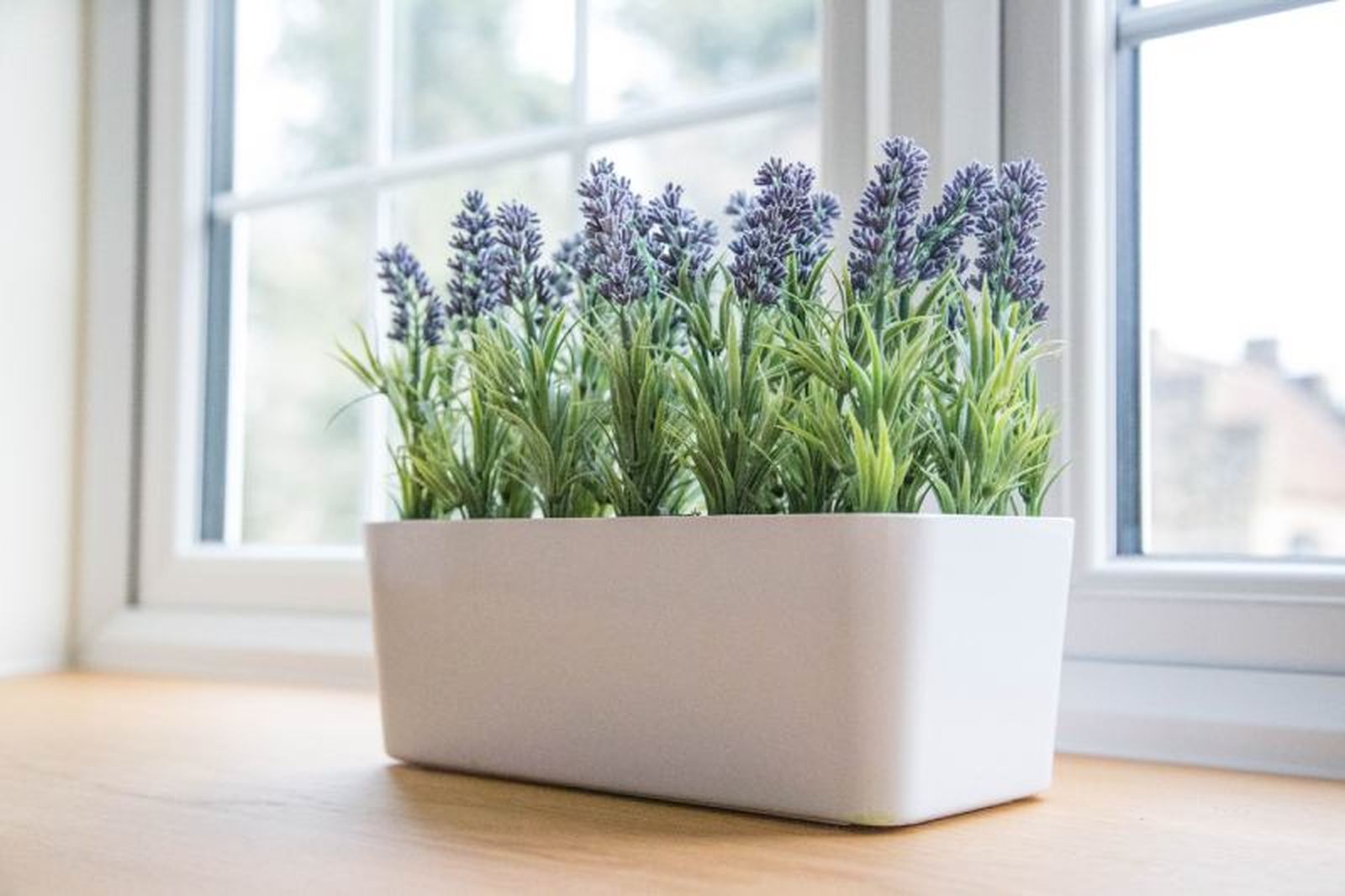 La lavanda en el alféizar llena de color y calma cada rincón