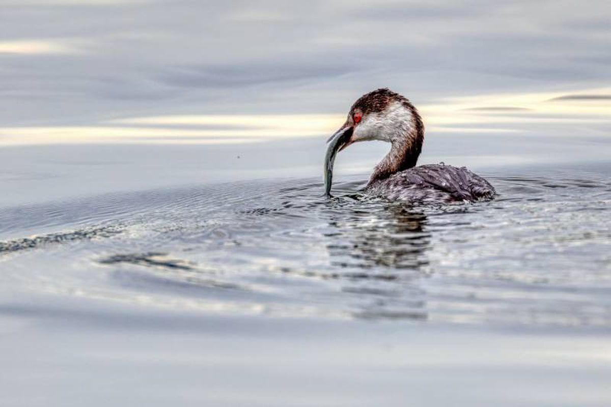Este ave acuática destaca por su habilidad para bucear y buscar alimento bajo el agua.