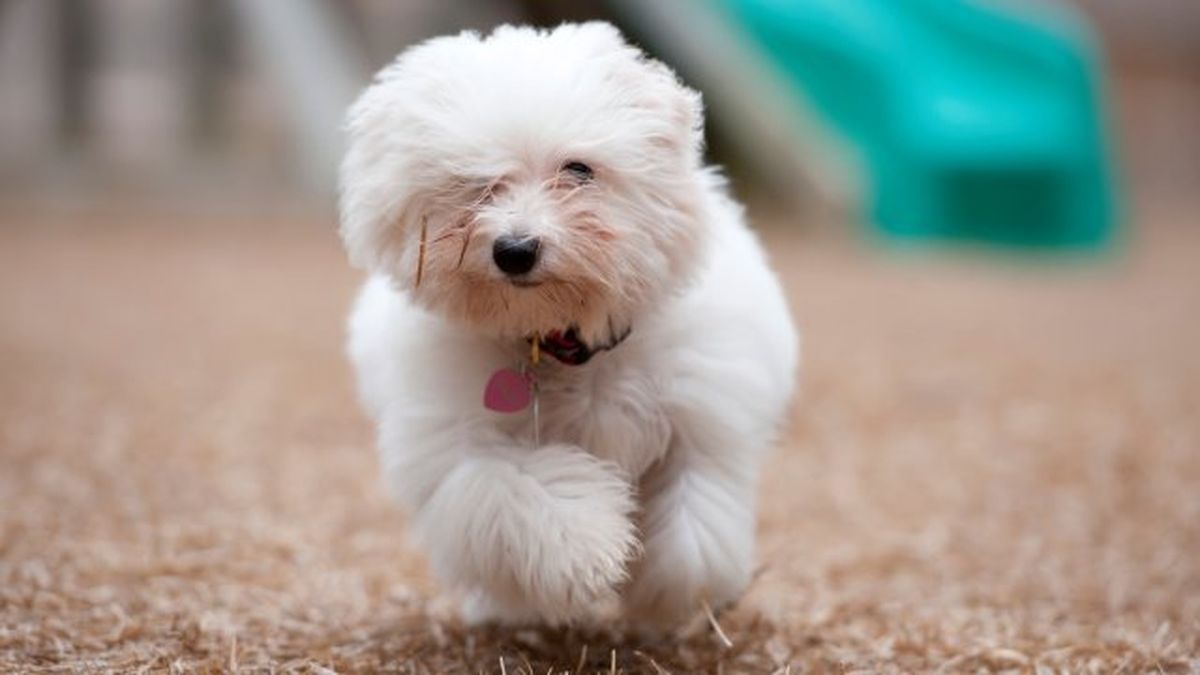 coton de tulear 9