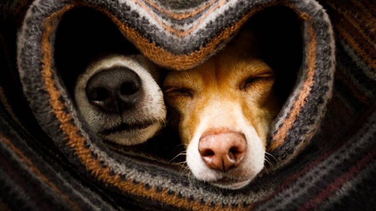 mi perro tiembla como si tuviese frio sintomas