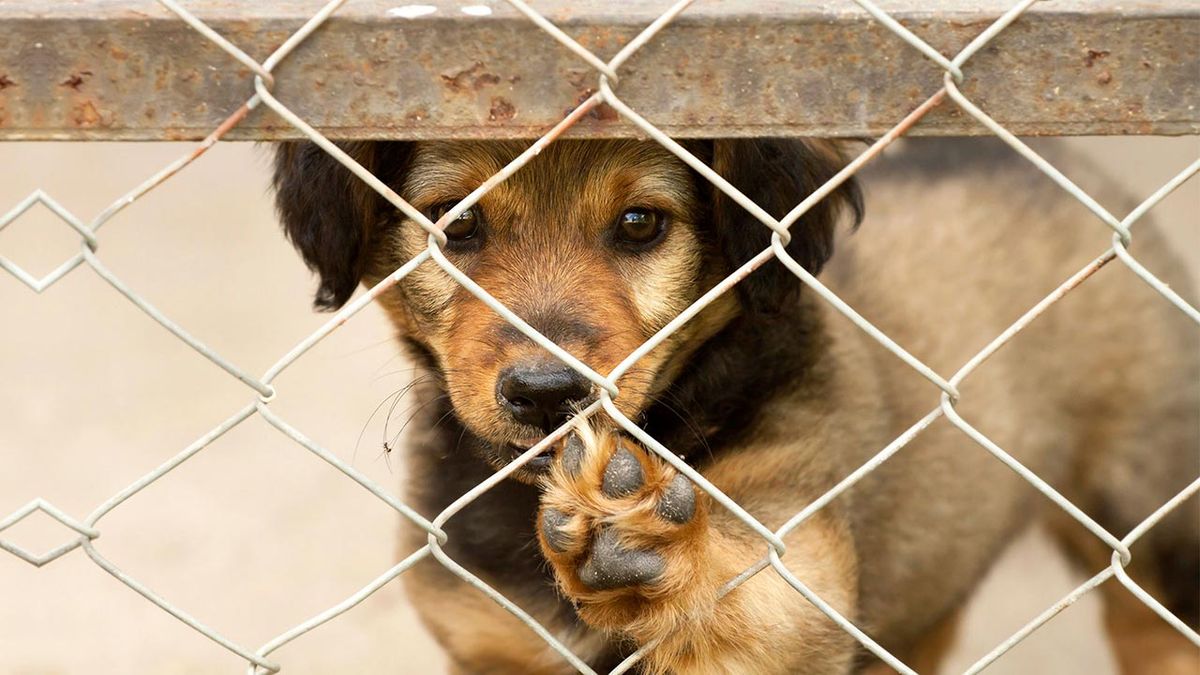 que requisitos necesitas para adoptar una mascota