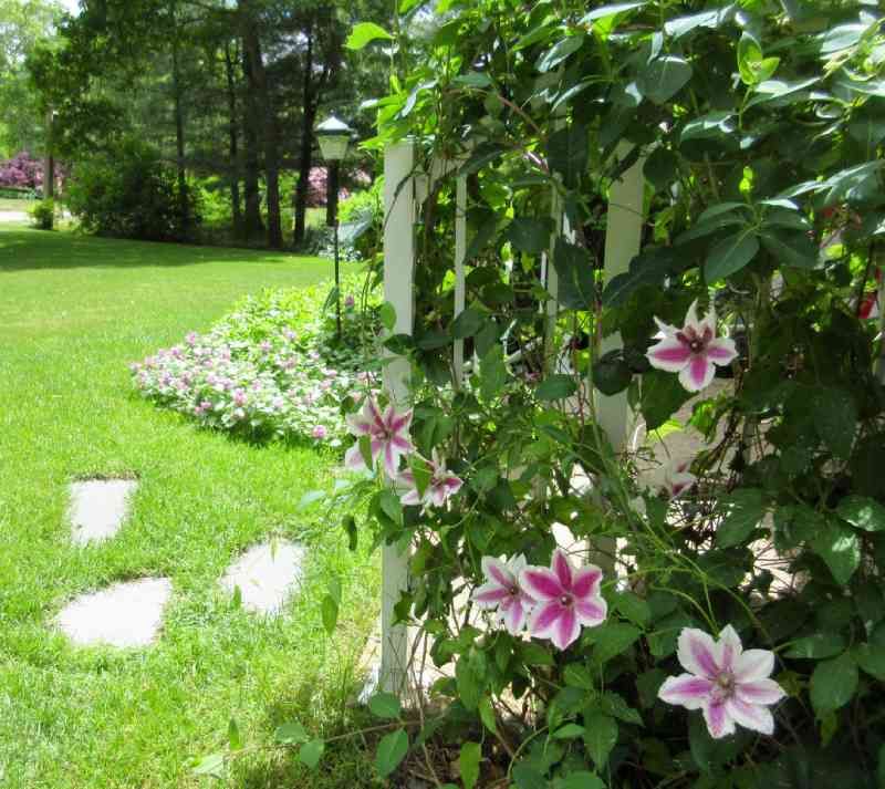 clemátide (Clematis)