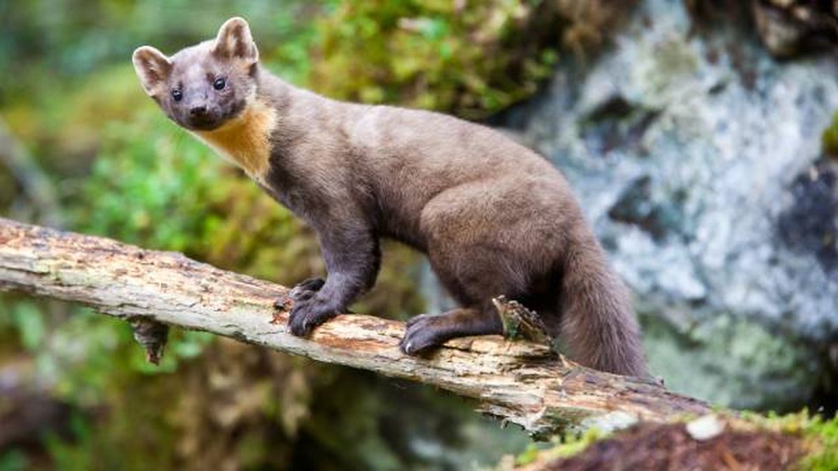 animales que empiezan por M marta