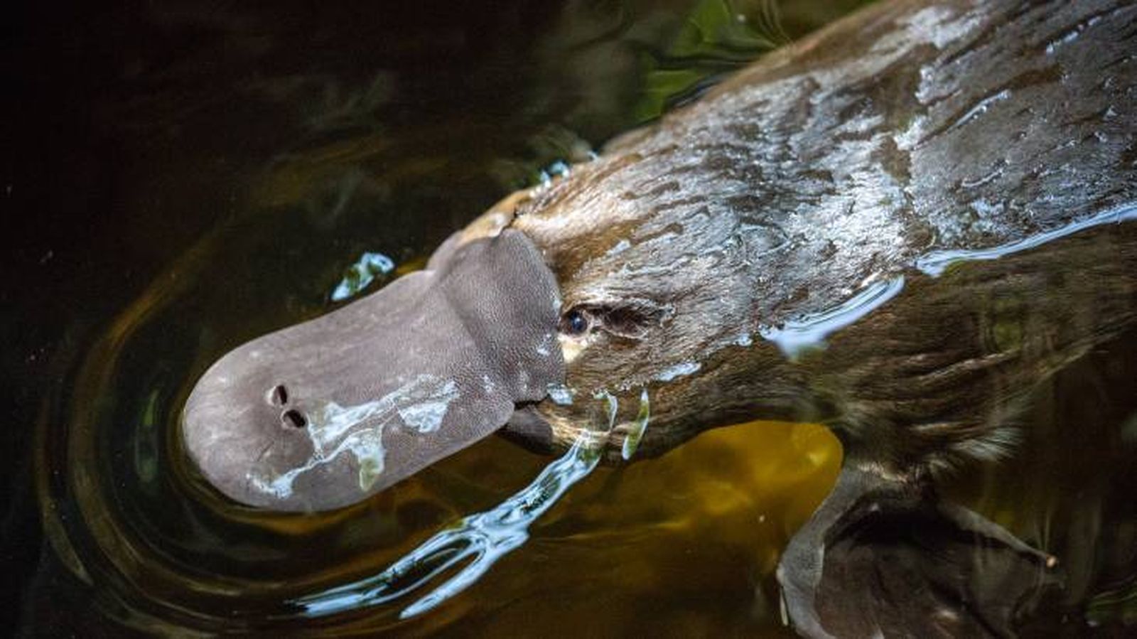 El ornitorrinco es uno de los animales más venenosos del mundo