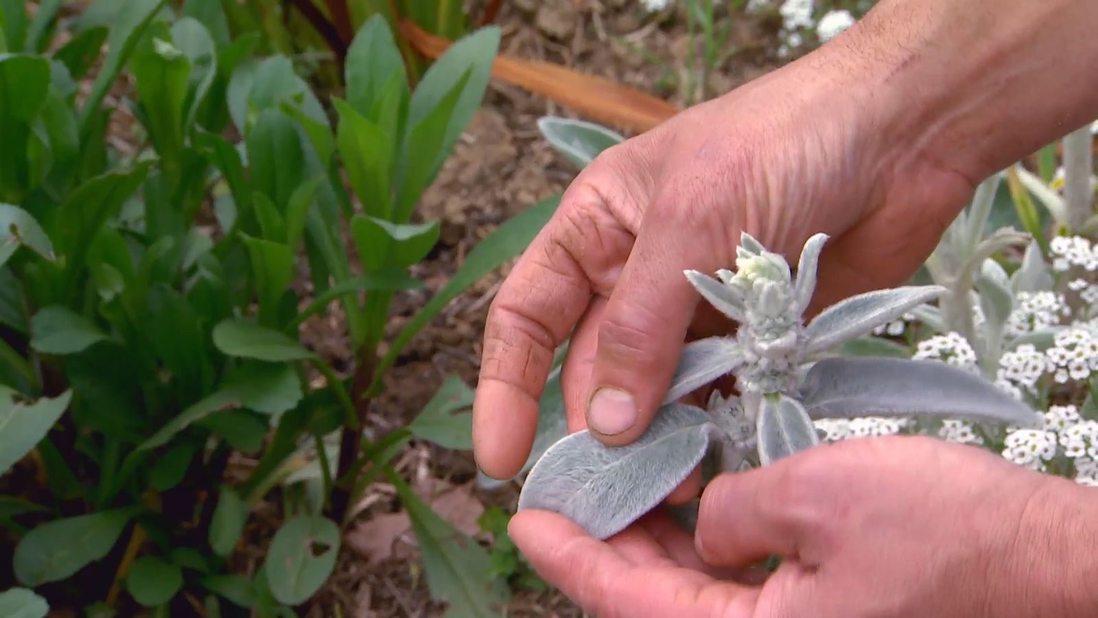deco 619 plantas de flores blancas para el jardin stachys lanata