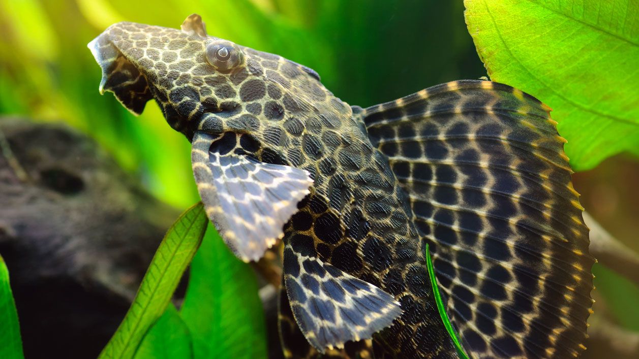 pleco