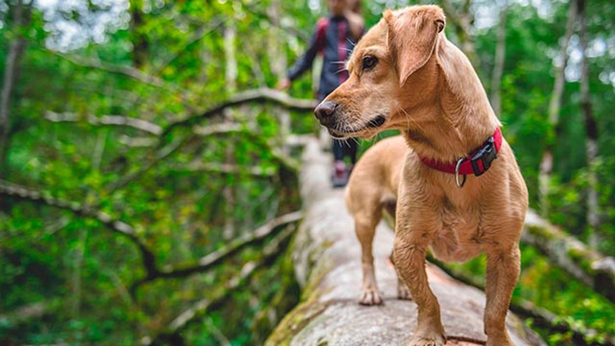 mascotas perros mestizos