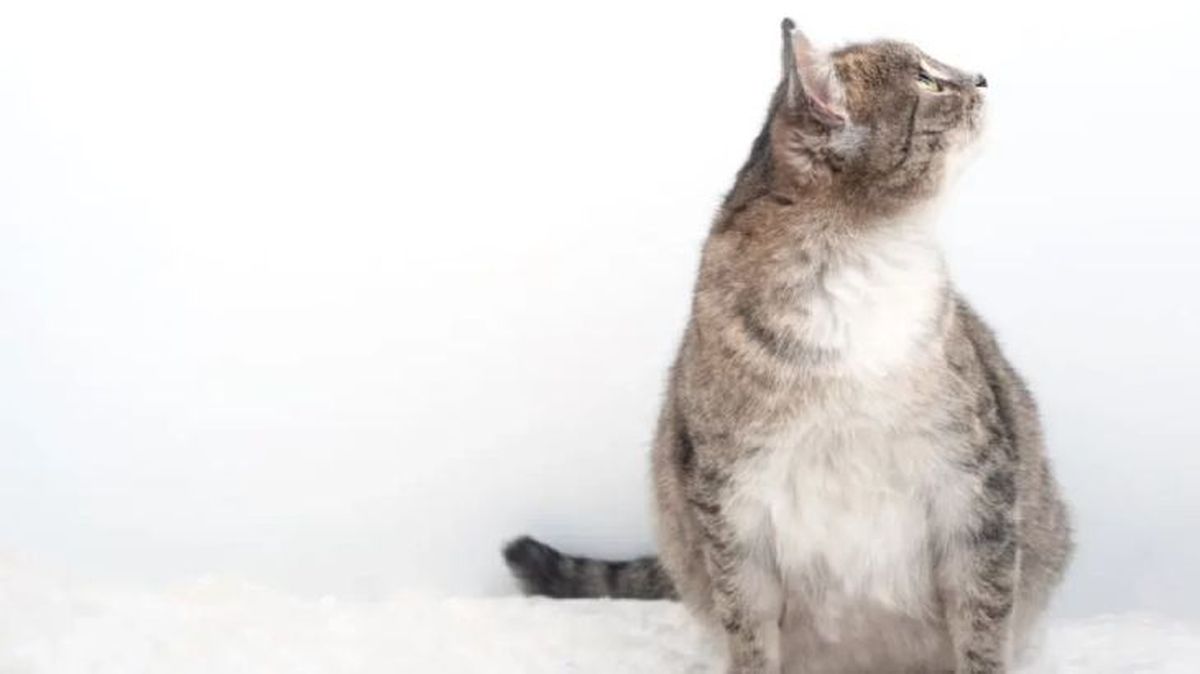 cuanto dura el embarazo de una gata 5