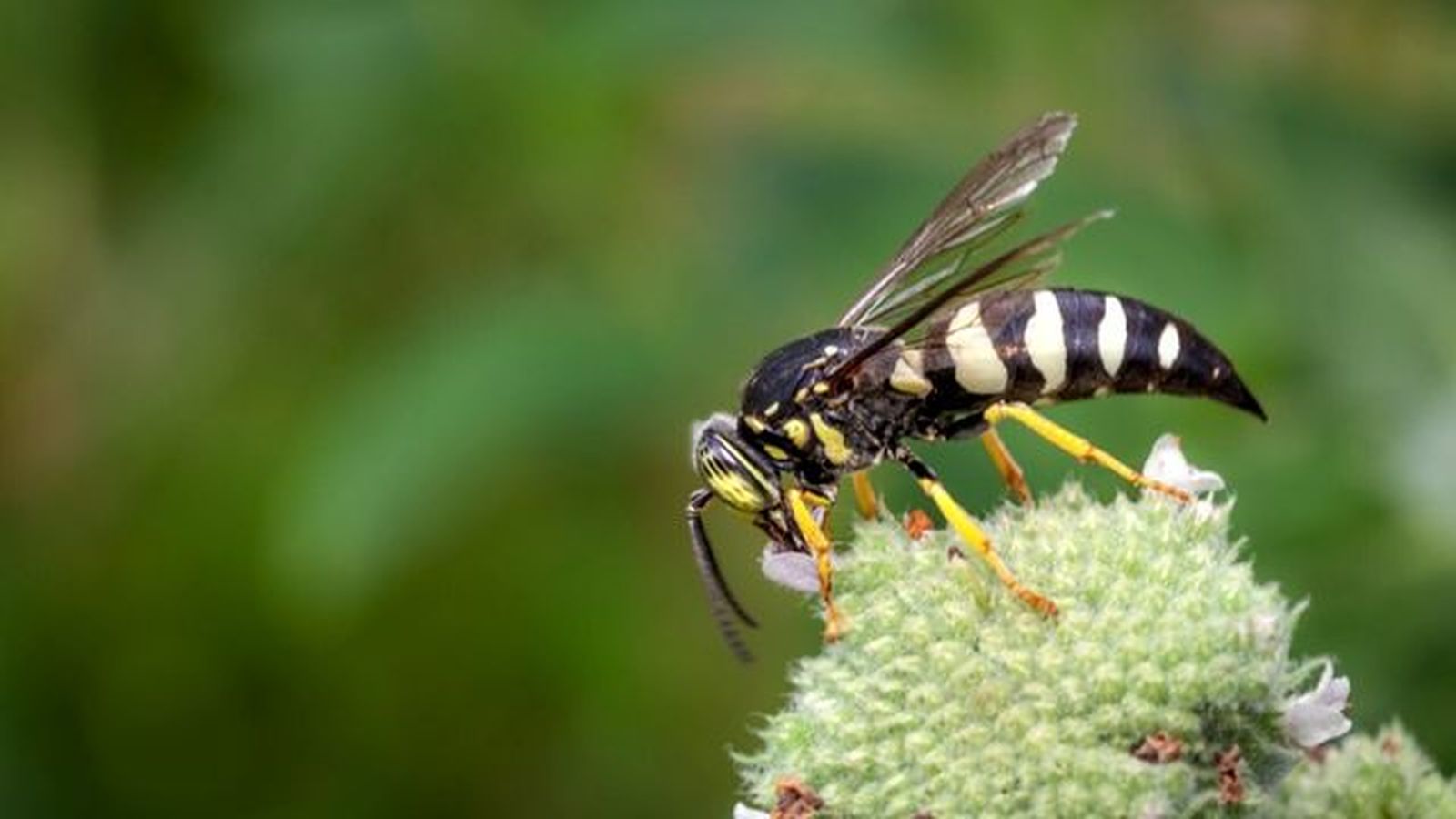 avispa insecto beneficioso huerto