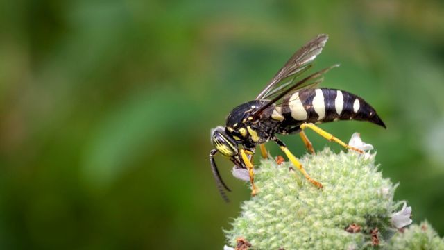 avispa insecto beneficioso huerto