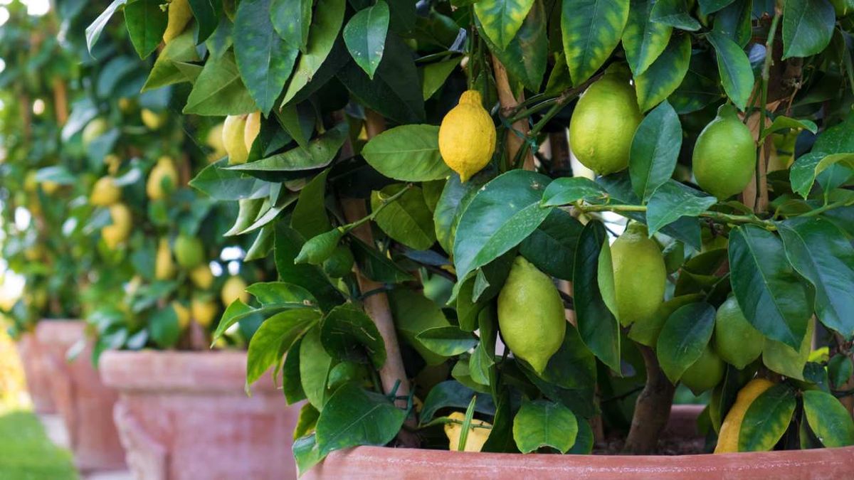 cultivo frutales en maceta