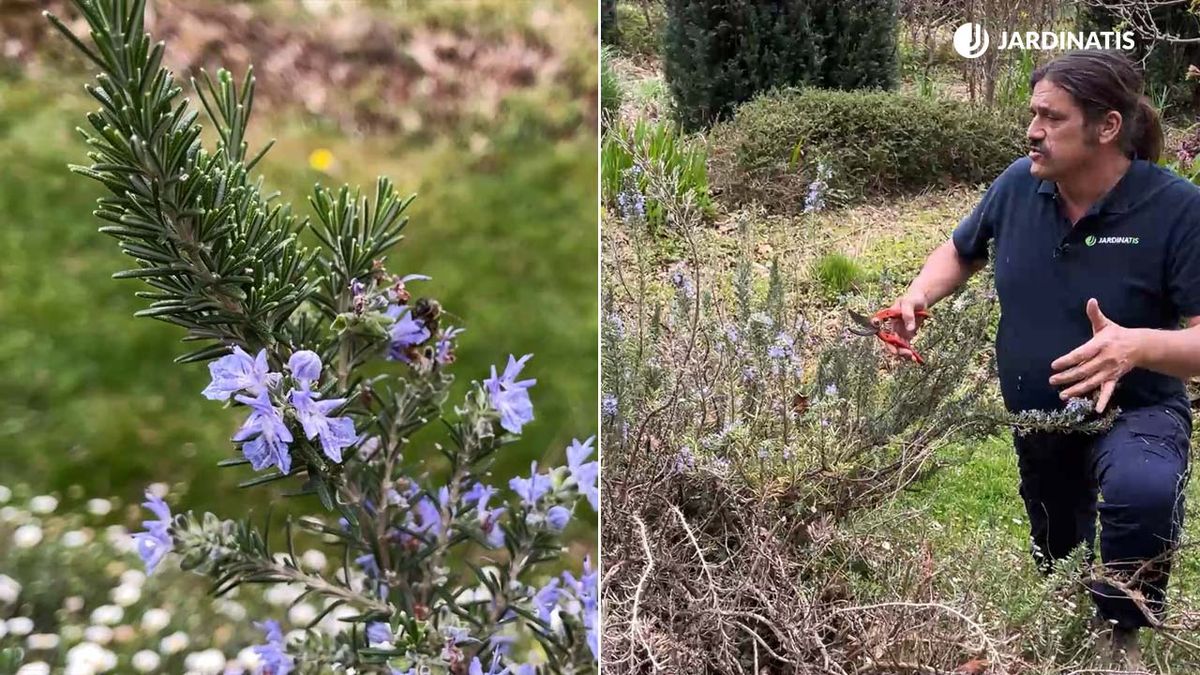 cultivo del romero rastrero por que se seca xl jardinatis 9 22