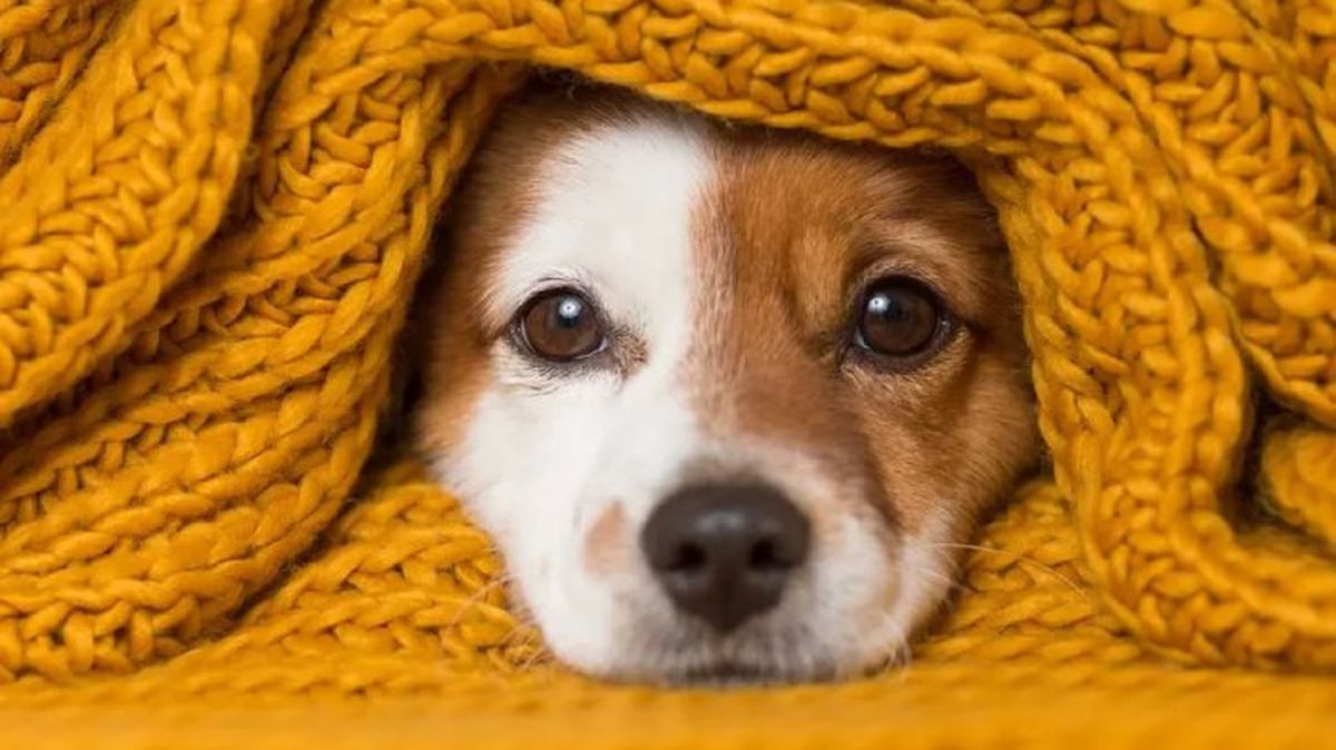 piometra en perros 6