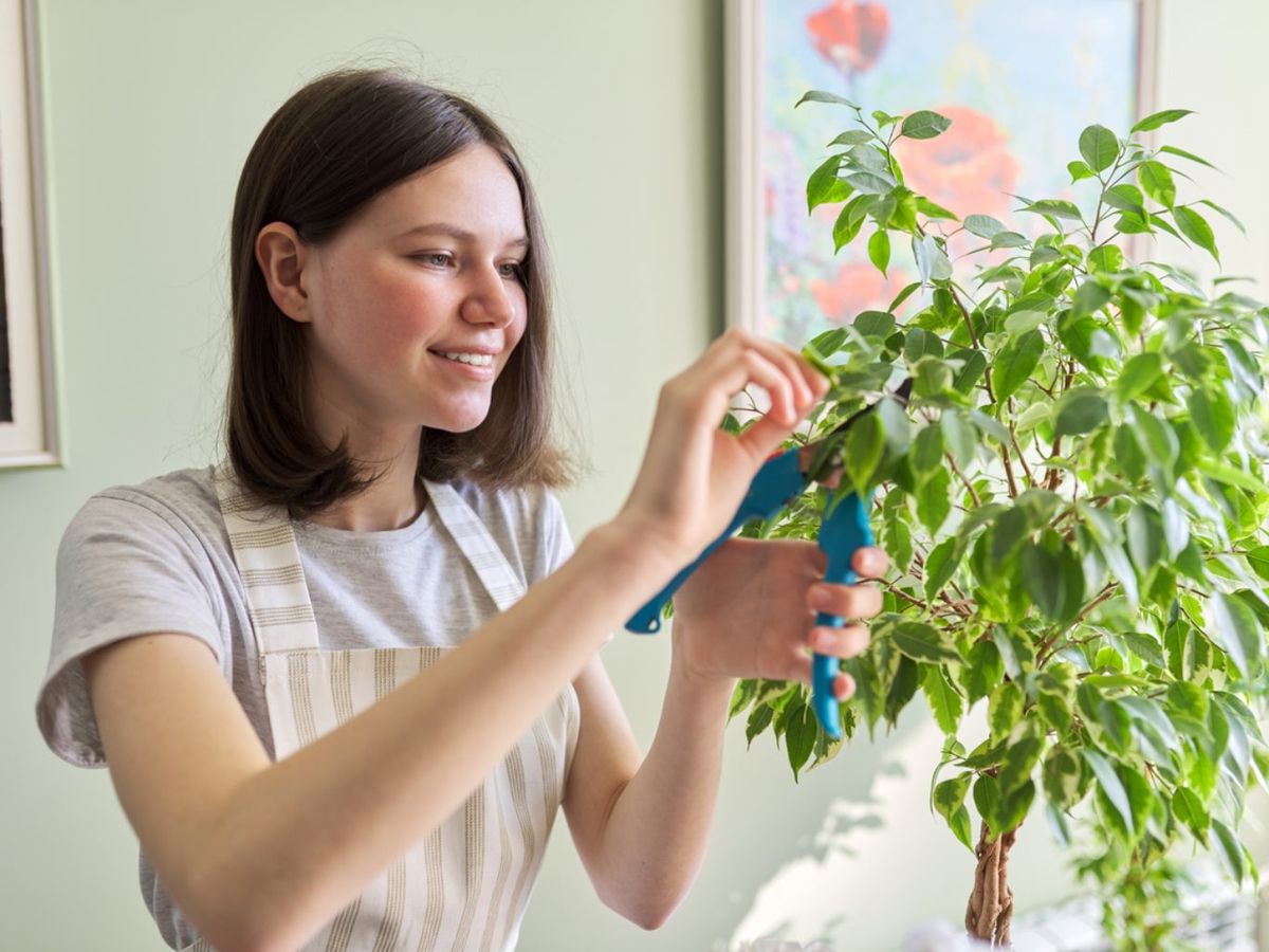 Podando ramas del Ficus benjamina.