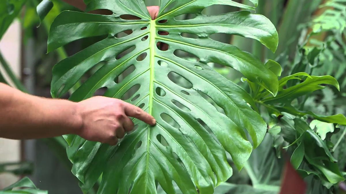 brico 1008 diferencia filodendro costilla de adan