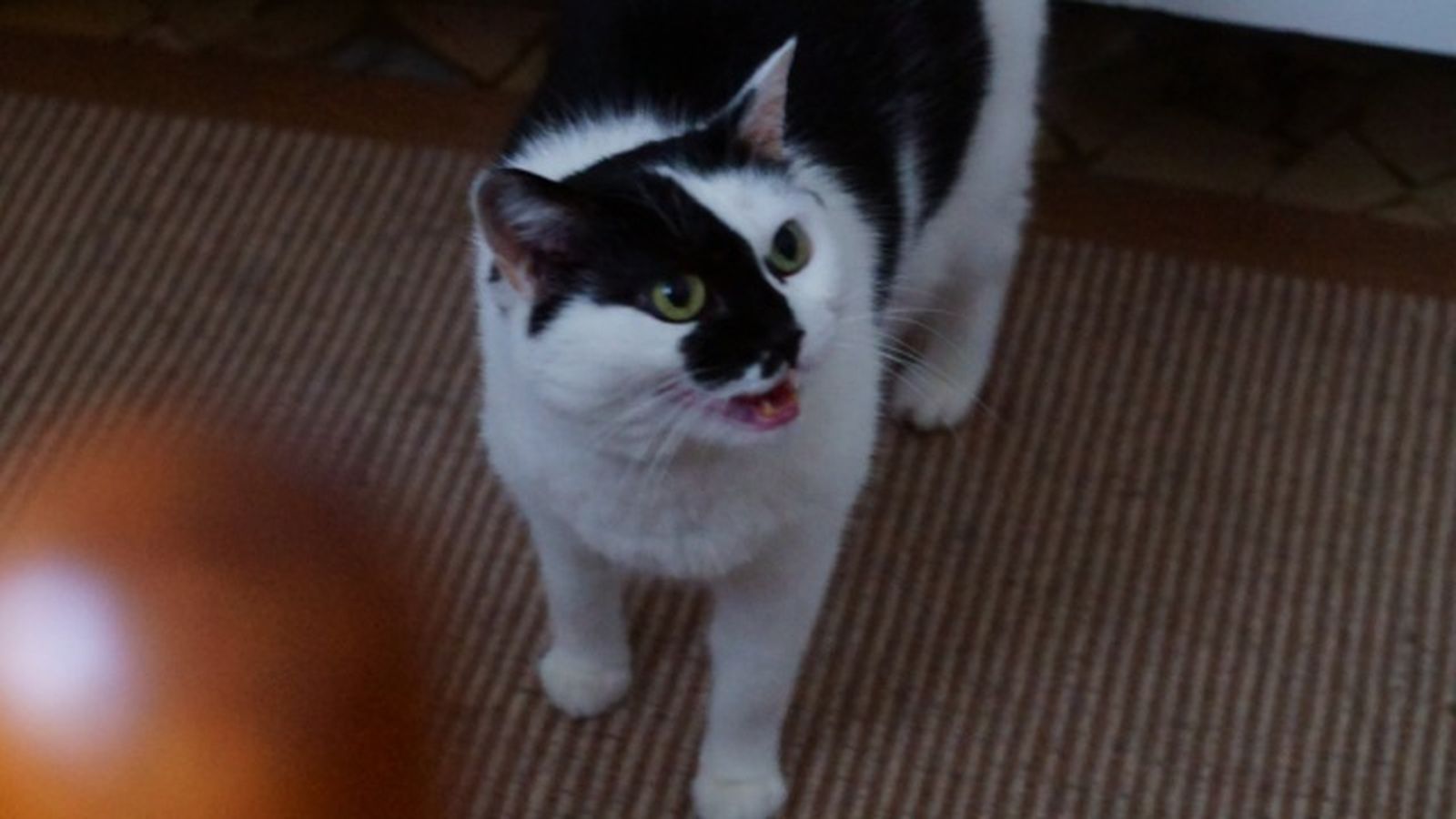 mi gato no come 3
