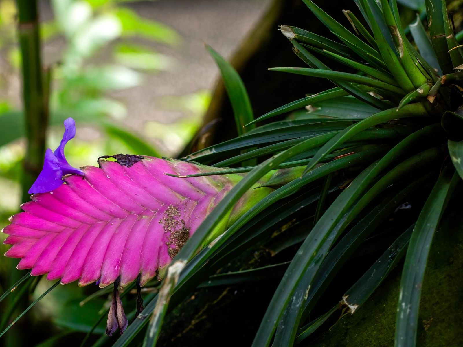 Tillandsia cyanea.