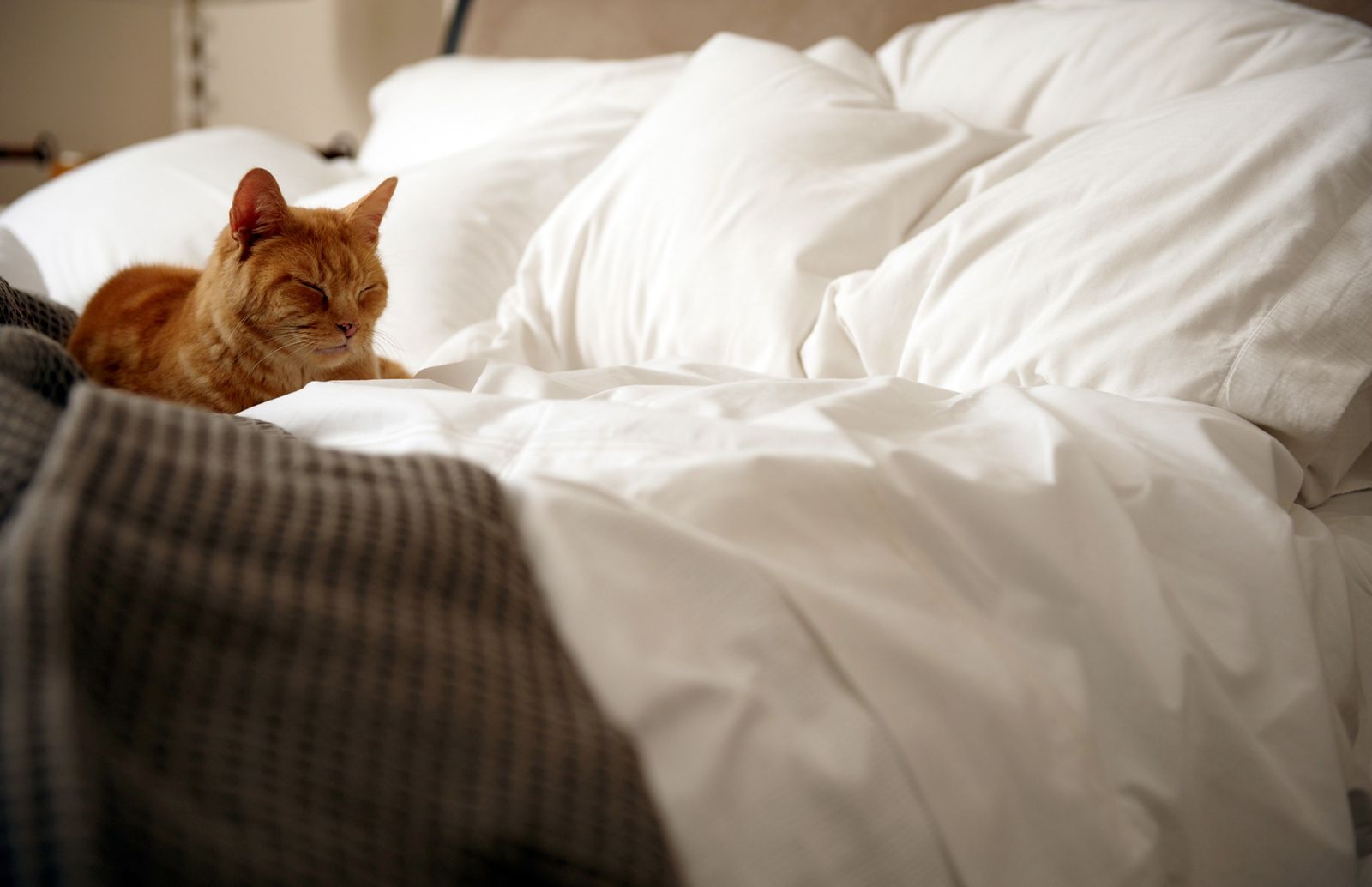 manchas orina sabanas xl